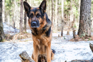 Dog German Shepherd in the forest in an early spring