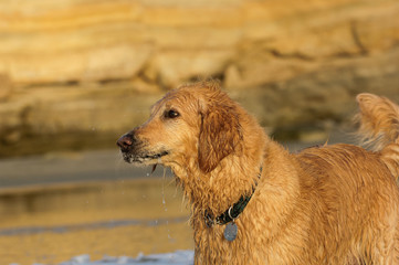 Golden Retriever dog outdoor portrait at beach