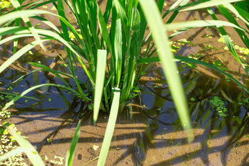 6月の青々とした稲のクローズアップ