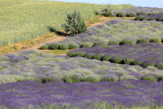 Fototapeta Garden with the flourishing lavender