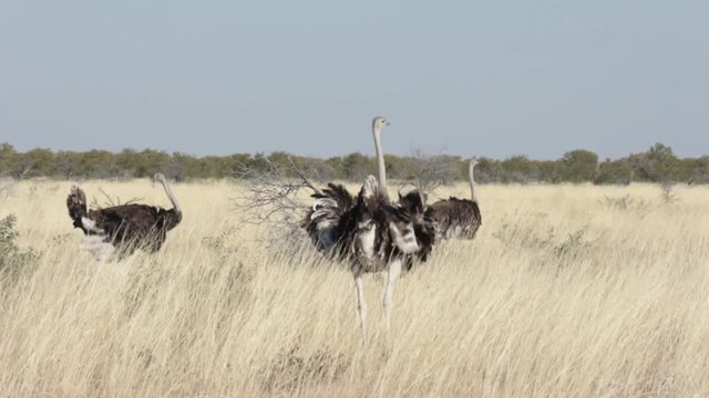 South African ostrich (Struthio camelus australis) in savanna, Etosha National Park, Namibia