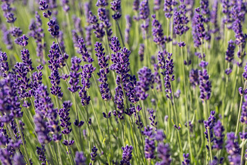 Garden with the flourishing lavender