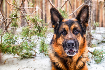 Dog German Shepherd in the forest in an early spring