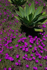 Giant agave plant surrounded by small purple flowers