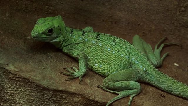 Close up view of the plumed basilisk (Basiliscus plumifrons), also called a green basilisk.
