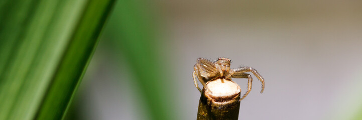 Braune Krabbenspinne