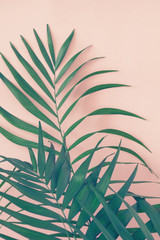 Palm leaves over pink background. Trend vintage toned.