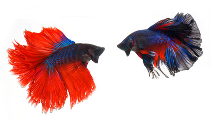 Fototapeta premium Halfmoon betta fish, siamese fighting fish, Capture moving of fish, Betta splendens