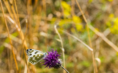 Schachbrettschmetterling auf Distel