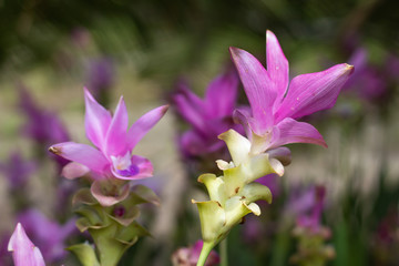 Curcuma alismatifolia on the Moutain at Pa Hin Ngam National Park , Chaiyaphum in Thailand.
