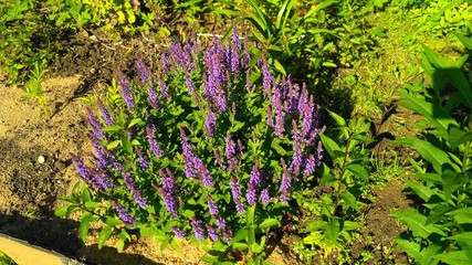 Obraz premium flower in russian garden