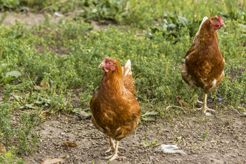 Two variegated hens graze in the garden of a rural farm. Hens of meat eggs breed.A good photo for the site about farming, farm, ranch, animals, birds.
