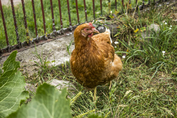 Variegated hen graze in the garden of a rural farm. Hen of meat eggs breed. A good photo for the site about farming, farm, ranch, animals, birds.