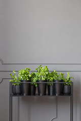 Real photo of plants on a metal stand against dark, empty wall with molding