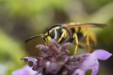 Wasp