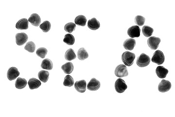The word Sea is laid out of seashells. Black and white image. Isolated background.