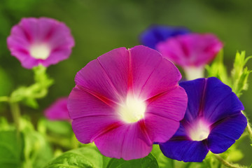 flowers of morning glory