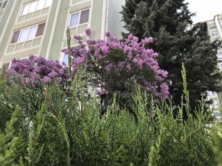 Fototapeta na wymiar purple flowers city beauty