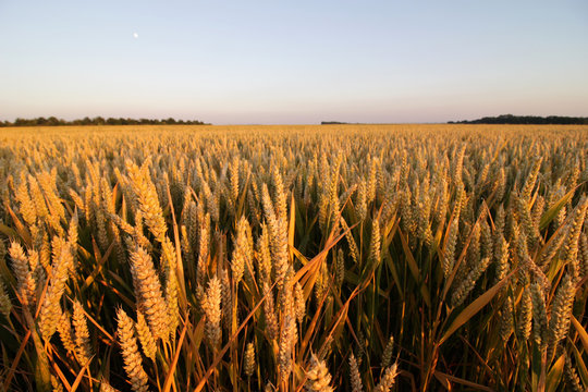 Couch&eacute; de soleil