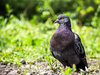  dove
