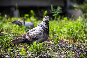  dove