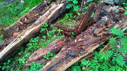old logs in the forest