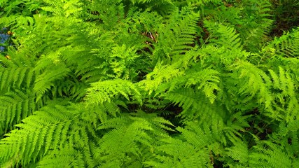 fern