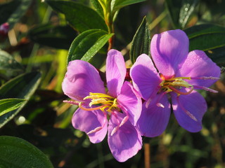 violet flower