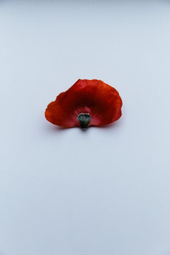A red poppy leaf on a white surface.
