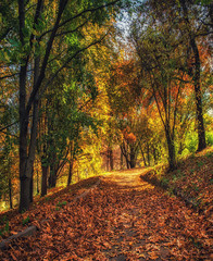 autumn landscape. the golden age of nature.