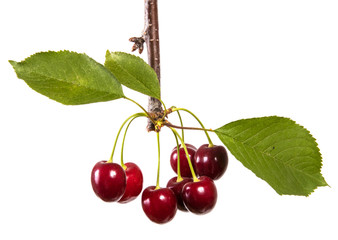 dark red cherry on a branch with green leaves. isolated on white background