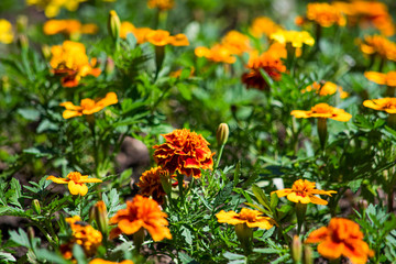 Many flowering tagetes patula is close