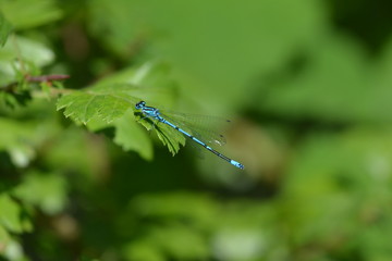 Azure damselfly male or Coenagrion puella resting on a leaf
