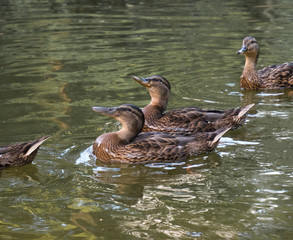 floating cute ducks awaiting treats
