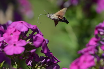 Hummingbird hawk-moth or Macroglossum stellatarum flying above and sucking nectar from Phlox flower