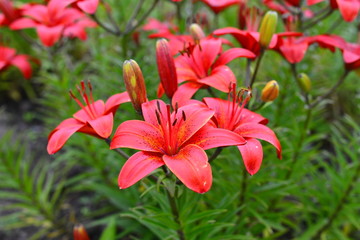 Fototapeta premium Лилии