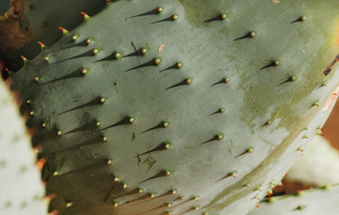 Aloe ferox leaf surface
