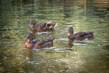 floating cute ducks awaiting treats