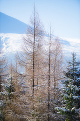 Fototapeta premium Winter snow trees