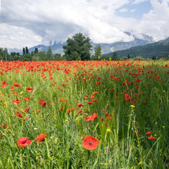 filed full of red poppies and other flowers in france with cloudy sky in the background