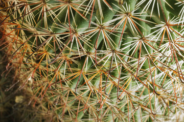 Cactus  plant spines