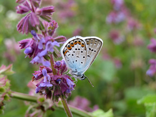 Common Blue (Polyommatus icarus) butterfly on a sage flower close-up, summer meadow