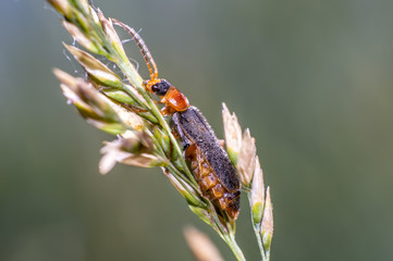 red black soft beetle on blade of grass on the summer meadow