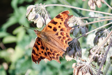 Close-up of Comma Butterfly Polygonia c-album