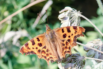 Close-up of Comma Butterfly Polygonia c-album
