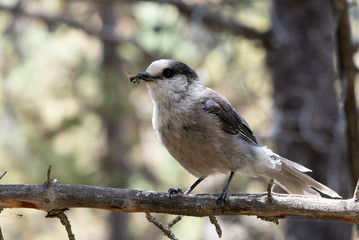 Gray Jay