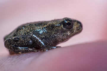 very small miniature young frog on my hand