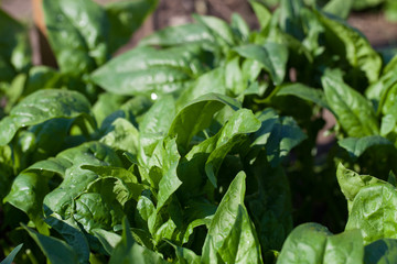 Spinach growing from composted soil in a home garden