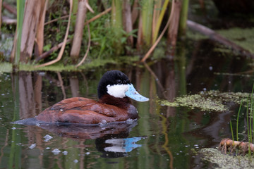 Ruddy Duck © Philip