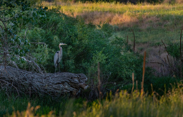 A Great Blue Heron On a Log